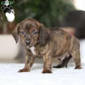 Little Smokie, Dachshund Puppy